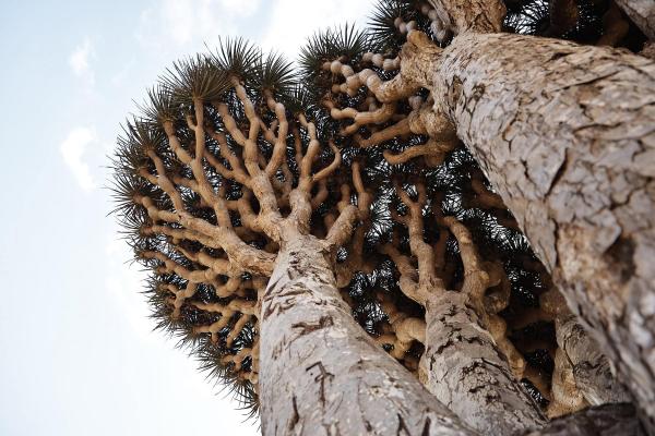 التحديات الطبيعية والبشرية أمام البيئة الفريدة لسقطرى