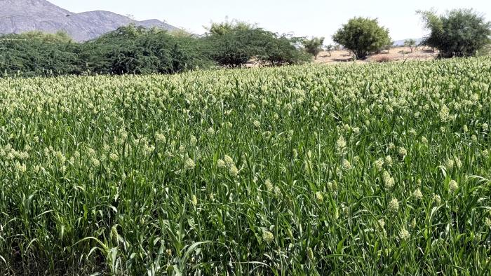 بين الإمكانات والتحديات، الواقع الزراعي في محافظة شبوة